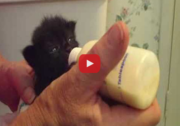  What This Kitten Does While Eating Will Fill Your Heart with Happiness