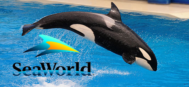 In the Battle at SeaWorld, the Whales Have Won